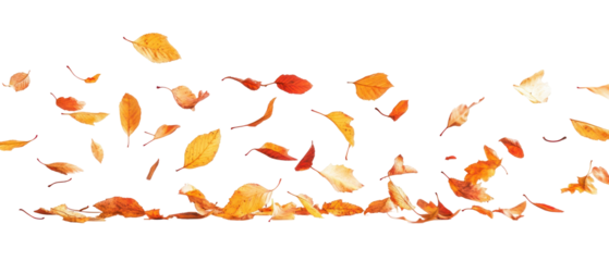 Autumn Leaves Floating Against A Transparent Background Showing Orange And Yellow Hues With Light And Shadow