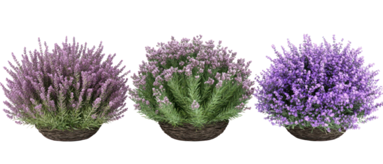 Three Decorative Blooming Purple And Lavender Shrubs On Transparent Background