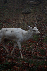 A rare white deer with large antlers stands behind a wire fence, surrounded by autumn leaves and forest ground.
