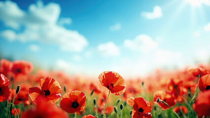 Obraz premium Field of vibrant red poppies under a bright blue sky with white fluffy clouds and sunlight creating a sunny summer landscape