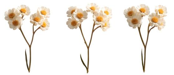 Close Up Of Three White And Yellow Flowers On Transparent Background