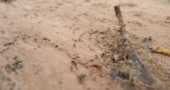 (Lasius niger) Nest of Lasius niger, many ants on the ground.
