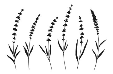 Set of lavender wildflower silhouettes in black color on white background. Hand-drawn flowers and leaves. Wild plants and botanical elements for design projects. Vector illustration © Vodoleyka