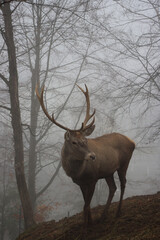 Close-up of a brown stag with tall antlers, standing in a misty forest autumn, gazing calmly at the camera.