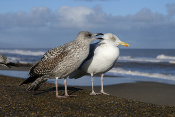 Herring Gull, Larus argentatus, adult and juvenile bird interaction