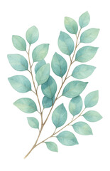 Naklejka premium Eucalyptus branches painted in watercolor.