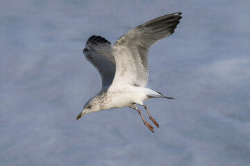 Herring Gull, Larus argentatus, juvenile bird in flight