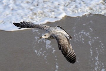 Herring Gull, Larus argentatus, juvenile bird in flight