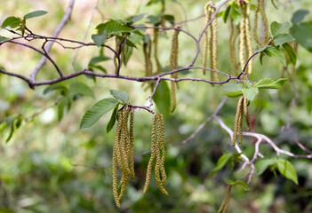 European hop-hornbeam (lat.- Ostrya carpinifolia)
