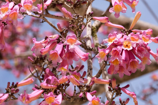Flowering pink lapacho or pink trumpet tree (lat.- Tabebuia impetiginosa)