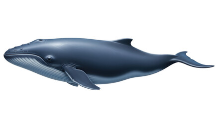 Isolated Humpback Whale