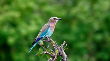 Obraz premium Lilac breasted roller perched on a branch