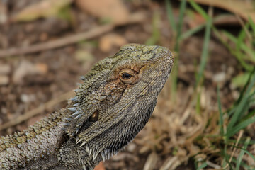 bearded dragon lizard