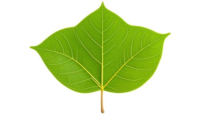 Fototapeta premium Close-up of a vibrant green leaf (14)