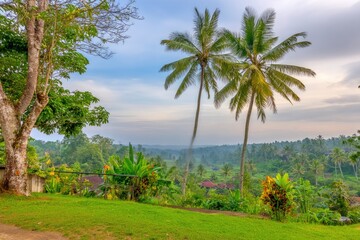 Obraz premium Lush landscape with palm trees overlooking a valley