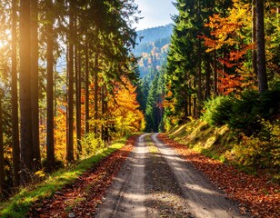 Autumn forest path bathed in sunlight (1)