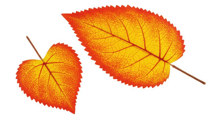 Isolated Autumn Leaves