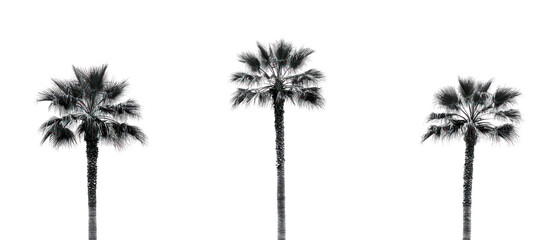 Obraz premium Three Silhouetted Palm Trees Isolated Against A Transparent Background