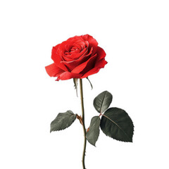 A single red rose with stem and leaves isolated on transparent background