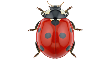 Isolated Ladybug
