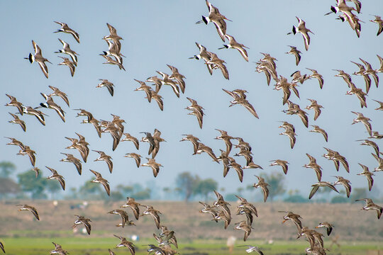View of a mesmerizing ballet of birds in flight against a soft sky, their wings catching the light, over the wetlands, Rohanpur, Rajshahi Division, Bangladesh.