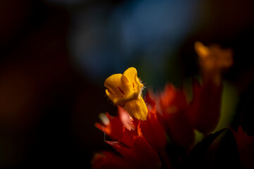 
This macro photograph showcases a unique flower with a deep red bract and a distinct yellow, lobed bloom emerging from it.