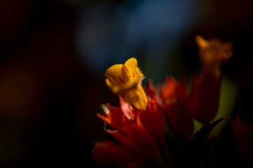 
This macro photograph showcases a unique flower with a deep red bract and a distinct yellow, lobed bloom emerging from it.