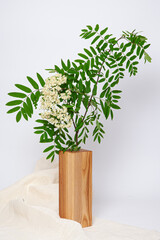 blooming mountain ash