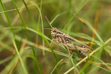 Grasshopper sitting on the grass in the meadow.