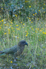 ニュージーランド　カンタベリー地方にあるアーサーズ・パス国立公園にいる野鳥のケア（ミヤマオウム）