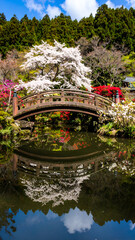 Fototapeta premium Reflective Wooden Bridge in a Vibrant Spring Garden