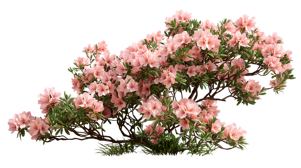 Blooming azalea shrub, its delicate pink flowers isolated on white background