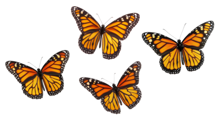 Set of Monarch Butterflies Isolated on White Background