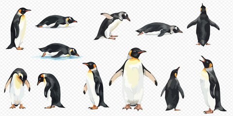A set of realistic watercolor illustrations of emperor penguins in various poses, including standing, walking, lying down, and diving, on a transparent background. © studio