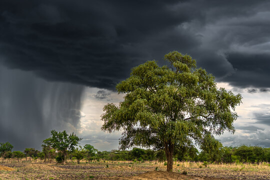 View of ominous storm clouds gather, unleashing torrential rain against a vibrant tree in the serene African landscape, Kafue, Lusaka Province, Zambia.