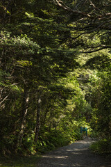 ニュージーランド　カンタベリー地方にあるアーサーズ・パス国立公園のミレニアム・ウォークの風景