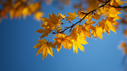 Golden Maple Leaves Against Blue Sky