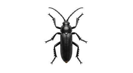 Isolated Black Beetle