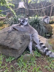 ring tailed lemur