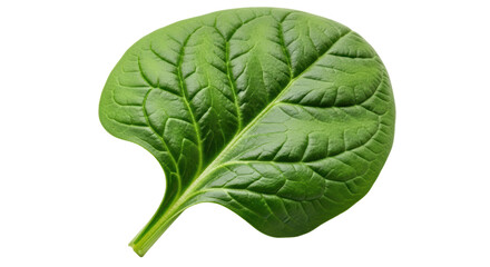 Isolated Spinach Leaf
