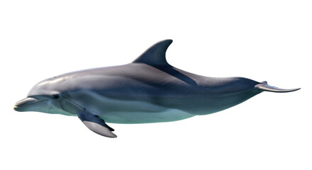 Obraz premium Isolated Dolphin