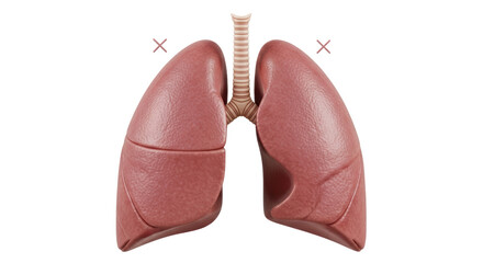 Isolated Human Lungs