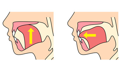 正しいミューイングの方法　適正な舌の位置と誤った舌の位置 © koti