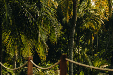 Lush green palm trees with sunlight filtering through leaves in a tranquil jungle setting