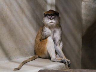 Patas monkey sitting against wall in enclosure, primate with reddish-brown fur, white beard and expressive face, African mammal species in captivity, wildlife and zoology photography.