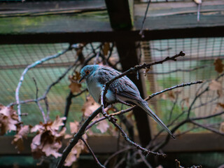 Diamond dove perched on tree branch, small delicate bird with blue eye ring and spotted grey plumage, peaceful avian species often found in Australia and aviaries