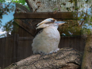 Laughing kookaburra perched on tree branch, large Australian bird with distinctive beak and brown-white plumage, iconic kingfisher species in wildlife habitat