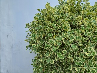 Fototapeta premium Variegated Japanese Pittosporum Shrub Against a Grey Wall