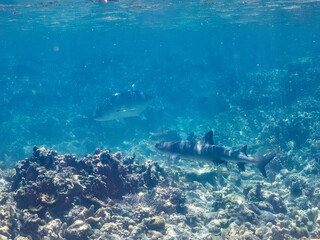 ネムリブカ,
ロウニンアジ,
英名学名科目：Whitetip reef shark, Triaenodon obesus, メジロザメ科,
Giant trevally, GT, Caranx ignobilis, アジ科,
美しいサンゴ礁と熱帯魚の群れ。
沖縄県島尻郡慶良間諸島座間味島嘉比島-2025/6/27
