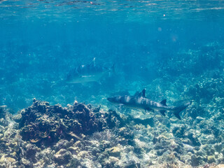 ネムリブカ,
ロウニンアジ,
英名学名科目：Whitetip reef shark, Triaenodon obesus, メジロザメ科,
Giant trevally, GT, Caranx ignobilis, アジ科,
美しいサンゴ礁と熱帯魚の群れ。
沖縄県島尻郡慶良間諸島座間味島嘉比島-2025/6/27
